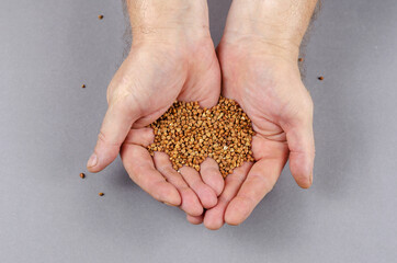 Dried brown uncooked buckwheat in the hands of a man on a gray b