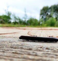 caterpillar on the ground