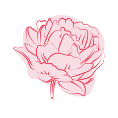Elegant outline sketching of peony's flowers, vector illustration