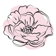Elegant outline sketching of peony's flowers, vector illustration
