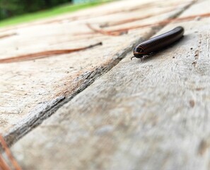 snail on wood