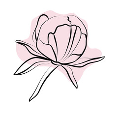 Elegant outline sketching of peony's flowers, vector illustration