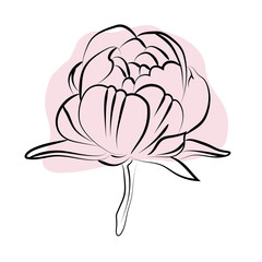 Elegant outline sketching of peony's flowers, vector illustration