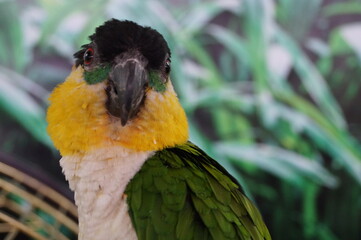 yellow and green parrot