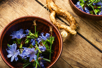 Chicory in herbal medicine,homeopathic herbs