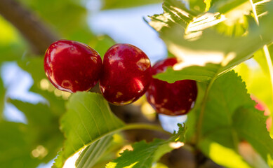 Red ripe sweet cherry on a tree branch.