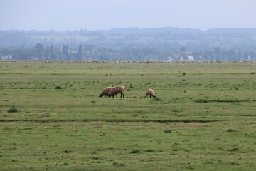 羊
モンサンミシェル
フランス