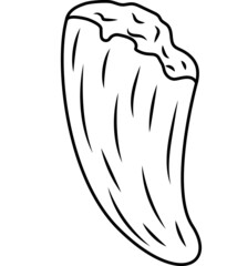 Fang. Animal tooth. Hunter's talisman. Trophy.