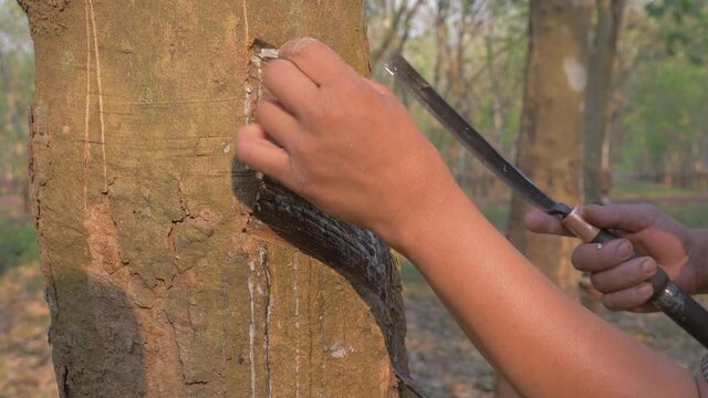 rubber tapper removing a thin layer along a downward half spiral on the tree trunk until the sap appears ( close up ) 