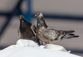 Portrait of a dove in the city.