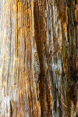 Obraz premium Old wood as an abstract background.