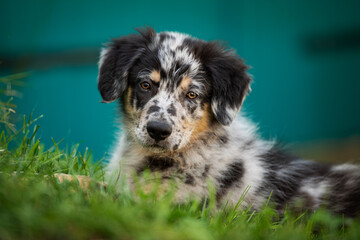 Old german herding puppy in a meadow