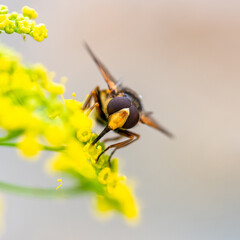 A bee on a fennel flower to collect pollen in summer

