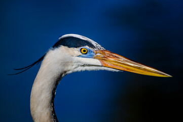 Great blue heron portrait.