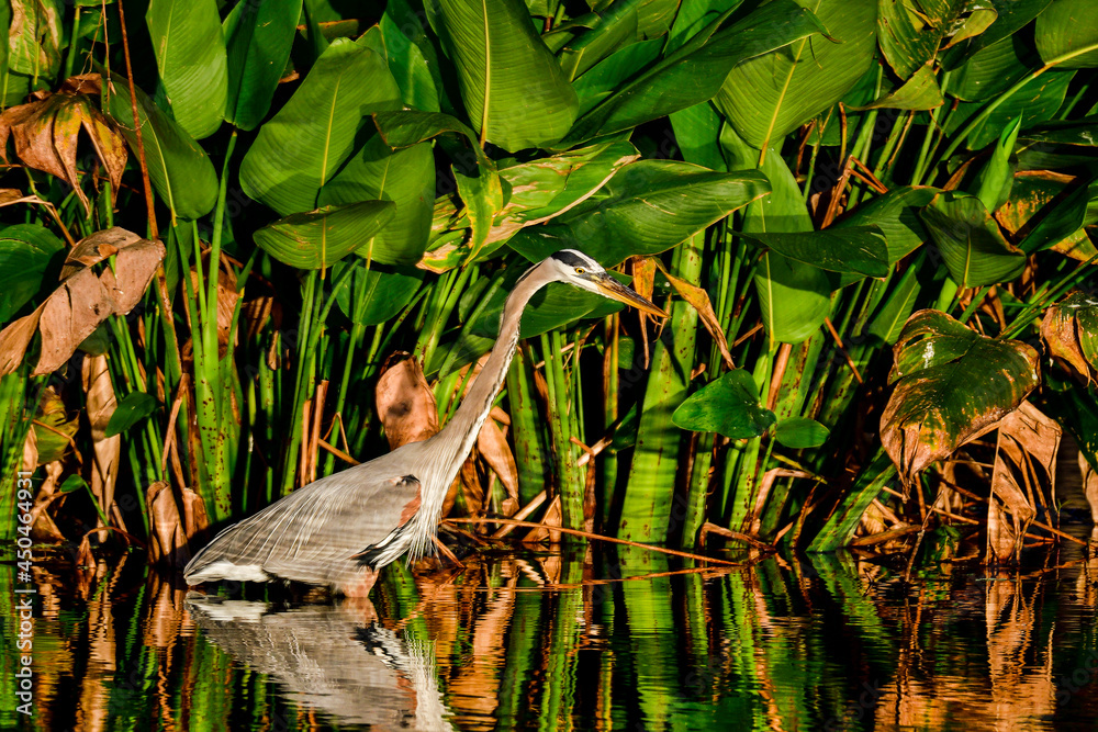 Wall mural great blue heron