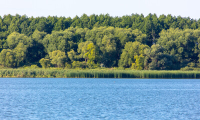 Green forest of trees by the lake