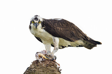 Osprey