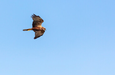 Eagle bird in flight against the  sky.