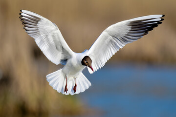 Black-headed Gull looking like a 
