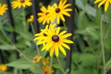 yellow flower, Rudbeckia (Coneflower). The species are commonly called coneflowers and black-eyed-susans. Rudbeckia (Coneflower) are cultivated in gardens for their showy yellow or gold flower heads