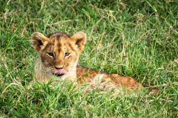 Cute lion cub with his tongue out, rest is the cool grass of the Masai Mara, Kenya.