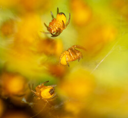 Close-up of small yellow spiders in nature.