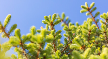 Green needles on coniferous branches