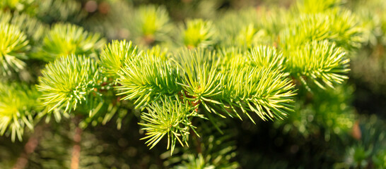 Green needles on coniferous branches in the park.