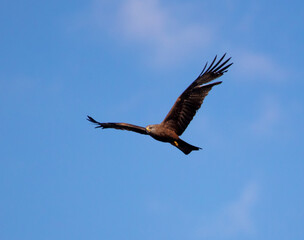Fototapeta na wymiar Eagle in flight against the blue sky.
