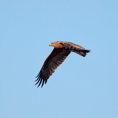 Eagle in flight against the blue sky.