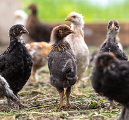 Portrait of a little chicken on the farm.