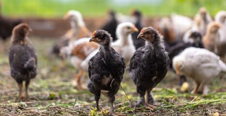 Portrait of a little chicken on the farm.