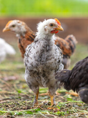 Portrait of a little chicken on the farm.