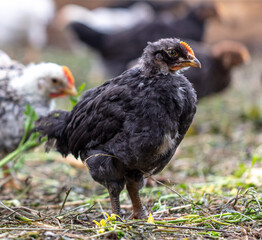 Portrait of a little chicken on the farm.