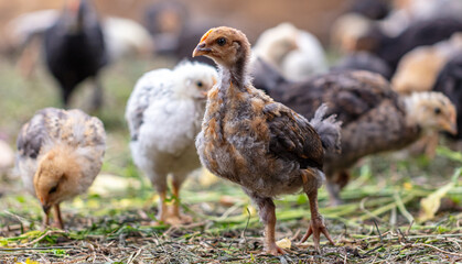 Portrait of a little chicken on the farm.