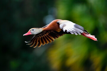 Black-bellied Whistling-duck in flight.