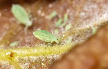 Close-up of aphids on a tree leaf.