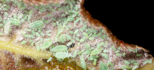 Close-up of aphids on a tree leaf.