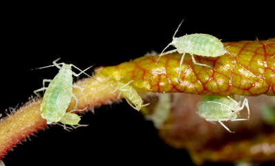 Close-up of aphids on a tree leaf.