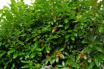 evergreen and toxic prunus laurocerasus hedge with fruits and green leaves