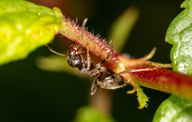 Close-up of an ant on a tree leaf.