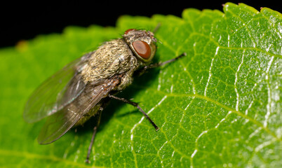 Close-up of a fly on a tree leaf.