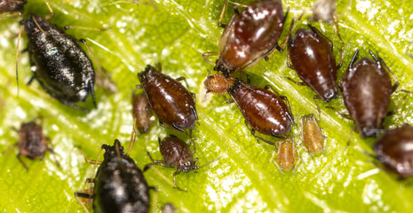 Close-up of aphids on a tree leaf.