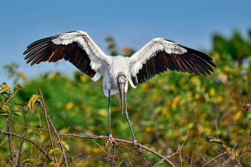 Wood Stork
