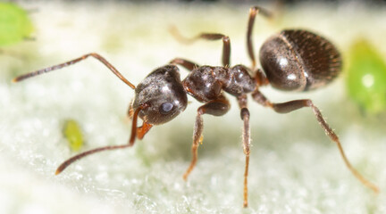 Close-up of an ant on a tree leaf.