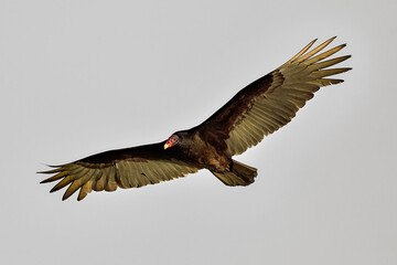 Turkey vulture flyover. It's always nice to watch these perfect gliders in the air flowing with the air currents,