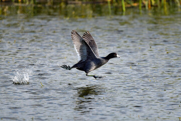 American Coot, it's all about  speed