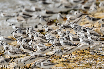Floc of wintering Sanderlings are feeding on the beach
