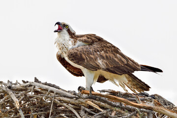 Osprey is giving a warning to other birds