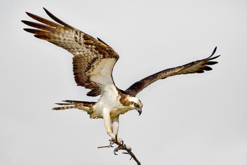 Osprey is returning to the nest.
